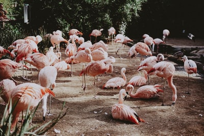 The pink birds in the park
